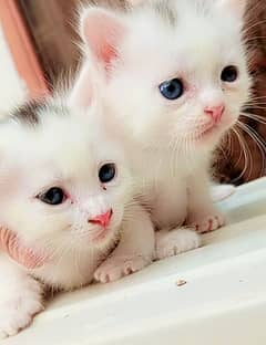 Double Coated Persian Kittens For Sale