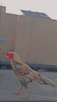 aseel