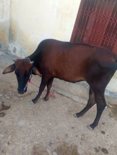 3سالہ بہڑی