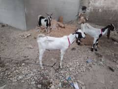 bakre