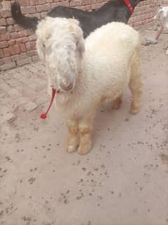 pure kaka Mundra/ qurbani 2025/ mundra