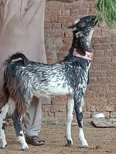 Dasi Bakra 2025 Ki Qurbani Ka Liye