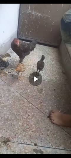 Hens with Chicks for sale