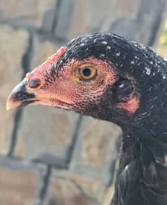 Premium Black Aseel Hens for Sale