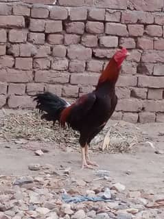 Aseel Pthaa
