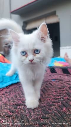 Persian kitten pure white gray eyes