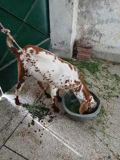 Bakra Jori black n white, brown n white