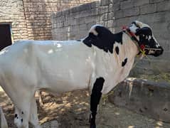 Beautiful Bull for Qurbani,  Desi Bail Qurbani k leye