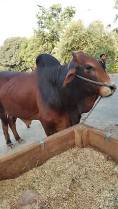 Bull | Bchra | Wehra | qurbani Bull | Bull / desi wchra for sale