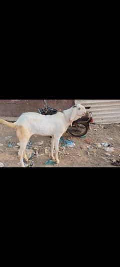 Gulabi nasal Bakra