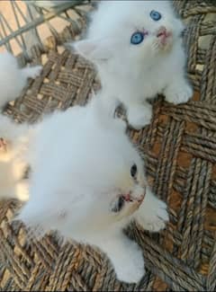 persian cats for sale