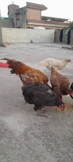 DESI ONE ROOSTER AND 3 FEMALE HENS FOR SALE