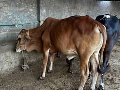 Qurbani ka janwer