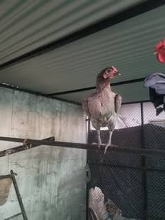 Grey hen
