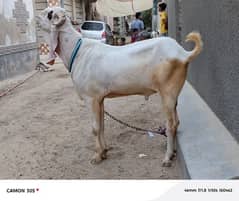 Gulabi Bakra For Sale
