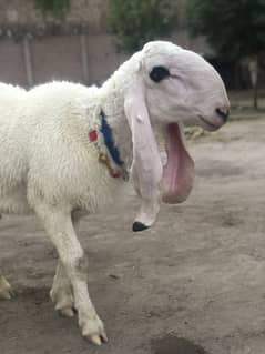 donda chatrhaa