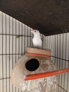 white java finch pair
