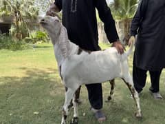 QURBANI K LIYE DONDEY BAKREY