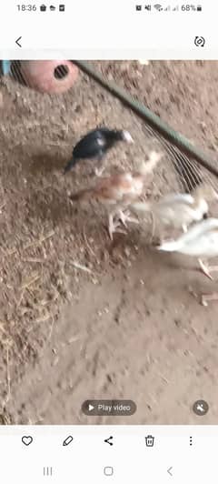 aseel chiken