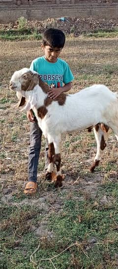 qurbhani Bakra sale