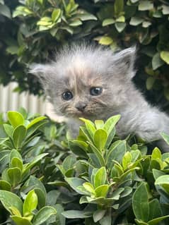 persian cats