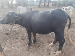 Choti(Buffalo) 2 Dant for Qurbani