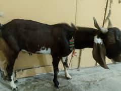 Andoo Bakra for sale (2 Dant)