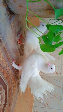 lovely pair