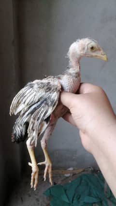 aseel chicks
