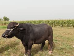 بھینسا