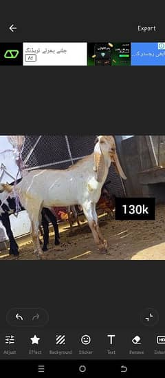 bakra