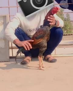 Aseel murga
