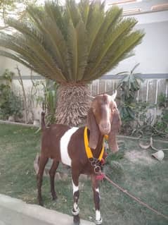 Qurbani