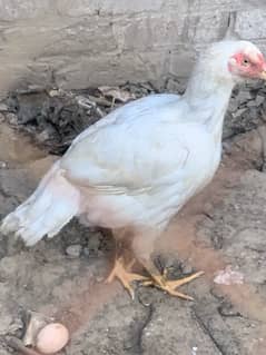 Pure white and black hen