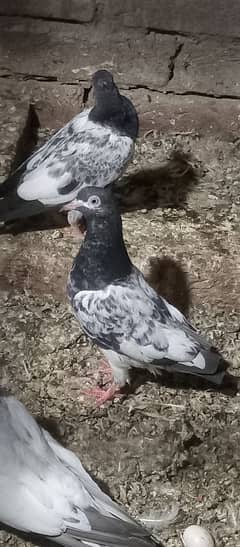 royel taddy bachy 4 sale