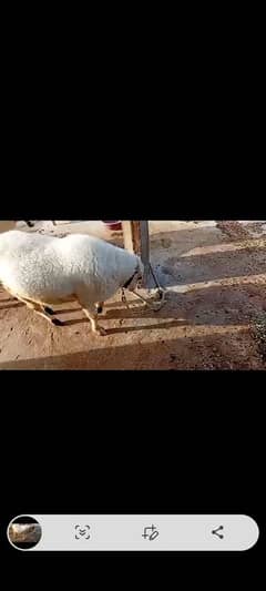 sheep