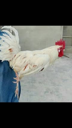 4 Hens with 4 chicks