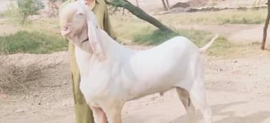 Bakra for sale WhatsApp contact 0322,,6337567