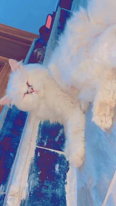 Persian Female cat