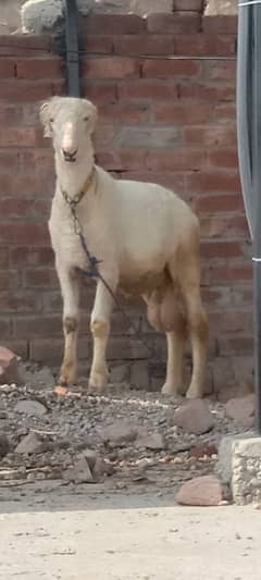 sheep