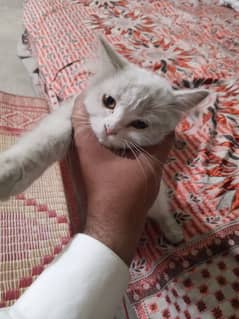 Persian cat
