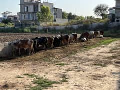 Country Farms Qurbani Animals Cow Bull Vehra Bachra 2025