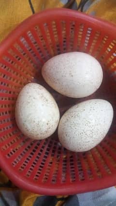 Turkey Bird Eggs available now urgent sale