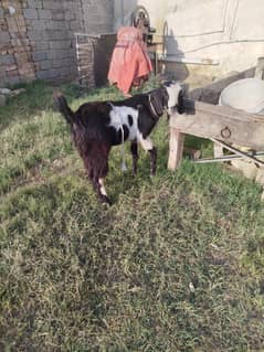 bakra for qurbani