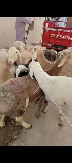 Domba Bakra