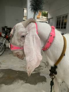 Pur Gulabi male