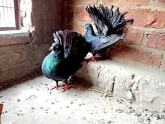 black lucky kabutar pigeon