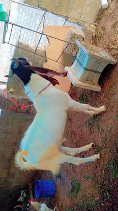 Pateri bakra