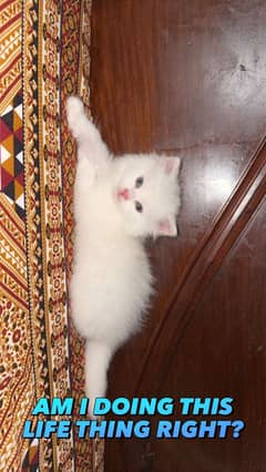 Pure persian kitten for sale
