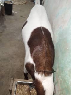 Bakra